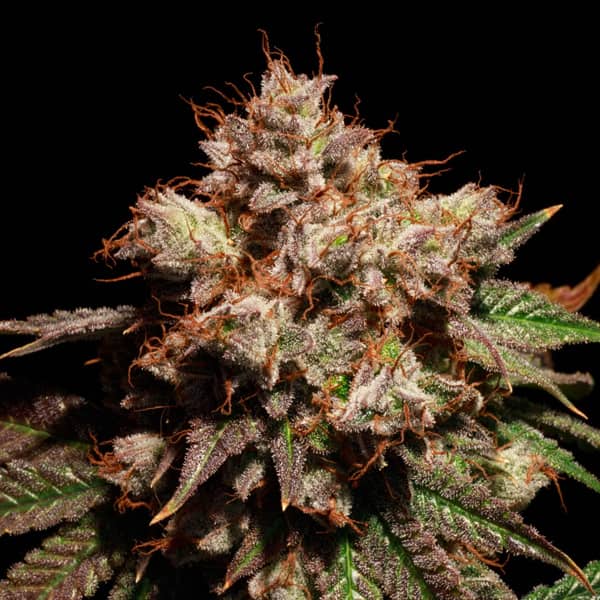 Lady Lemone Seed > Elev8 Seeds | Feminized Cannabis   |  Sativa